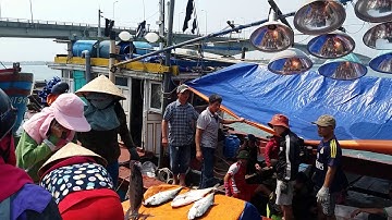 CỬA VIỆT Mẻ Cá 5 tỷ (Cá Bè Vàng 150 Tấn)