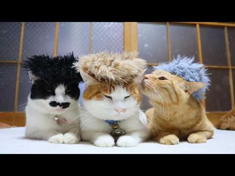 ふわふわしゅしゅ のせ猫 260411 - YouTube