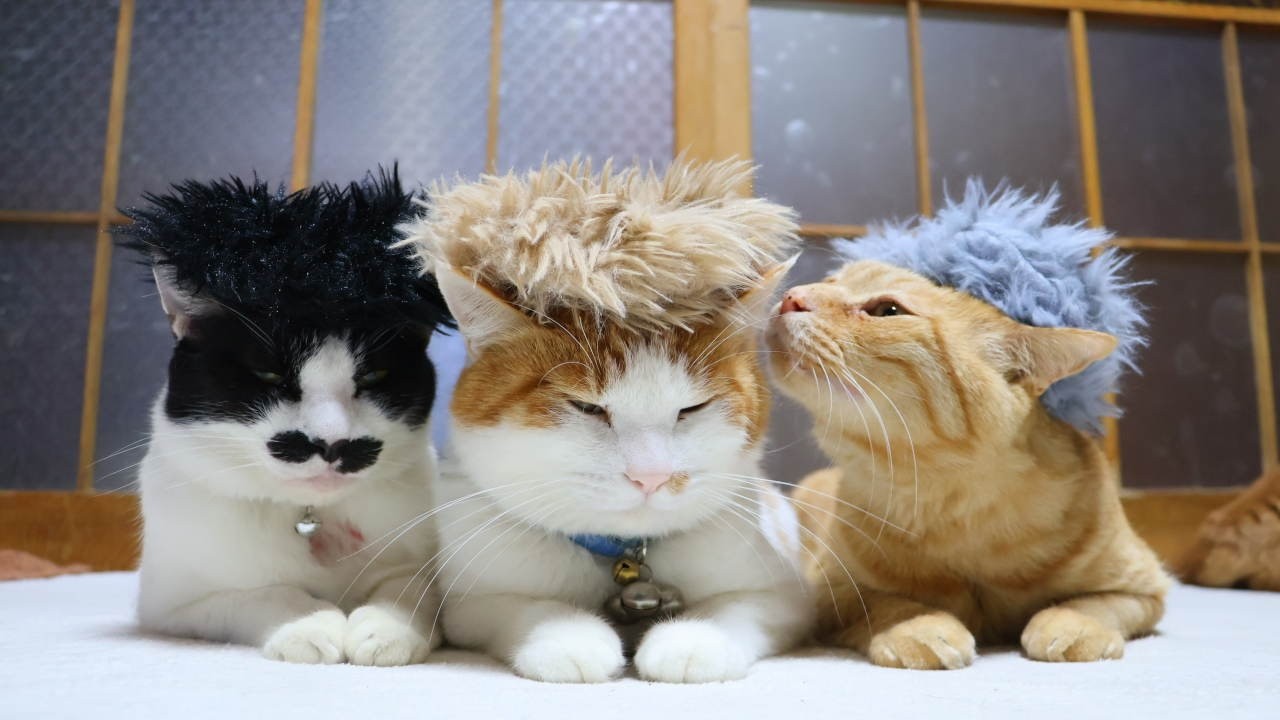 のせ猫 ふわふわしゅしゅ のせ猫 260411 - YouTube