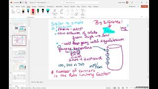PhysioEx- exercise 1 membrane transport