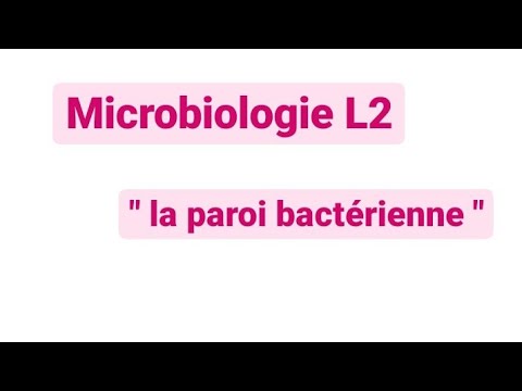 Vidéo: La paroi cellulaire bactérienne est-elle perméable?