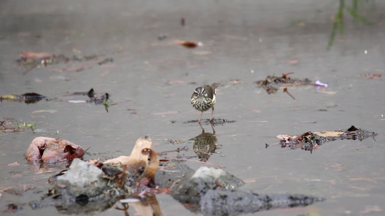 Louisiana Waterthrush - Gilman Park - Fullerton, CA 