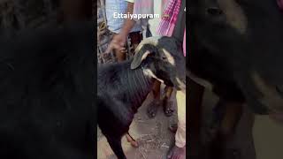 Ettaiyapuram 🐐 #funny #travel #ettaiyapuram one day trip #eid