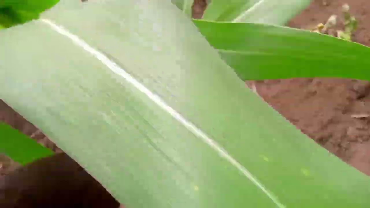 Recebi um valor com o amigo 🇧🇷👏