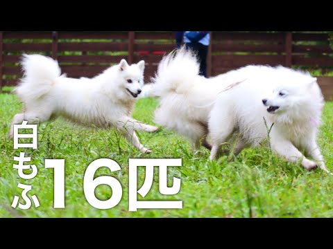16匹の白い犬が大集合！ドッグランで泥んこになる白犬がかわいい💕【わんダフルネイチャービレッジ】