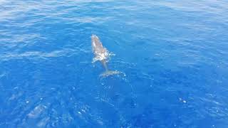 Swimming with the sperm whale called Soursop in Dominica