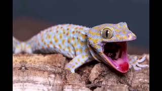 GECKO SOUNDS and Pictures of Gecko