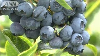 ブルーベリー狩り最盛期　山梨・北杜市（12/07/16）