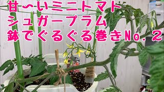 あま〜いミニトマト