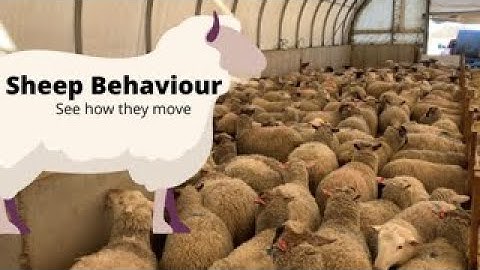 Sheep Behavior when Herding.  The more time spent with your flock, the easier it is to handle them.