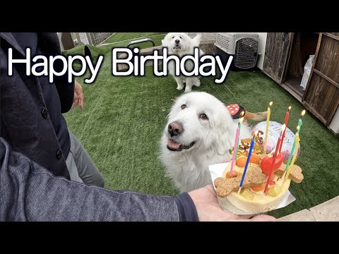 グレートピレニーズ さくら♀8才になりました♪