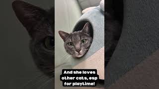 Meet Effie! by Copper Country Humane Society 184 views 13 days ago 1 minute, 5 seconds