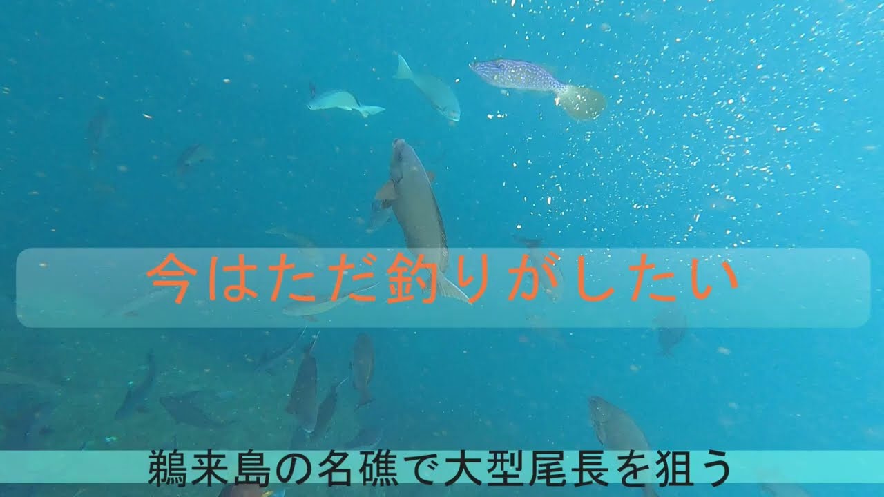 フカセ釣り初心者が鵜来島の名礁で尾長グレを狙う！