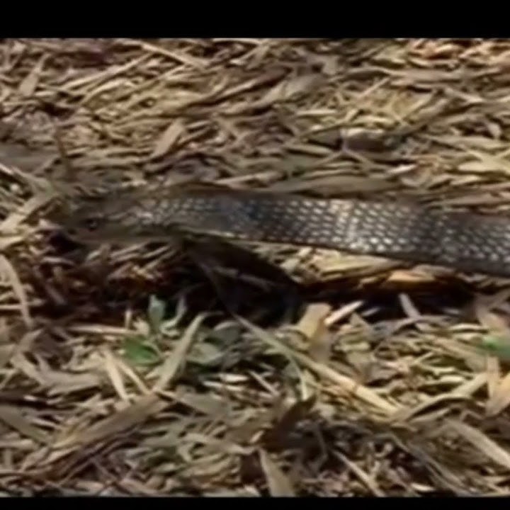 King Cobra vs Black mamba #kingcobra #blackmamba #cobravsblackmamba #animalfacts #animals