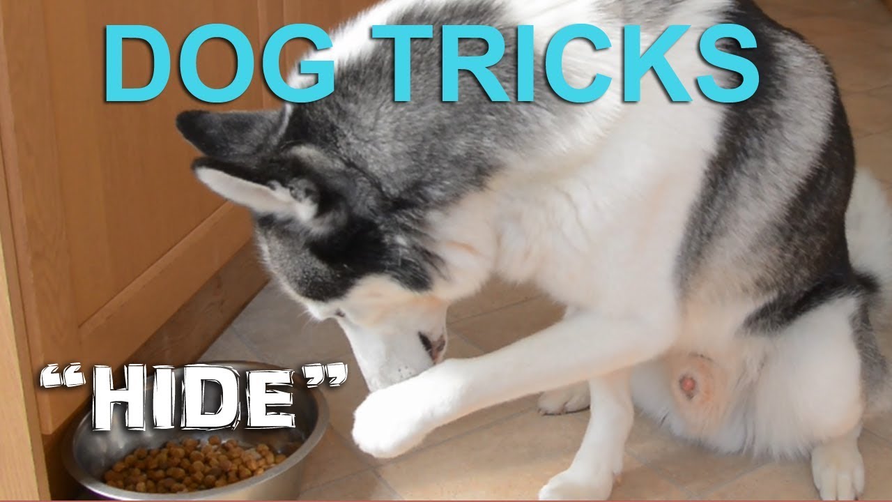 Husky tricks Teaching a Husky to "Hide" YouTube