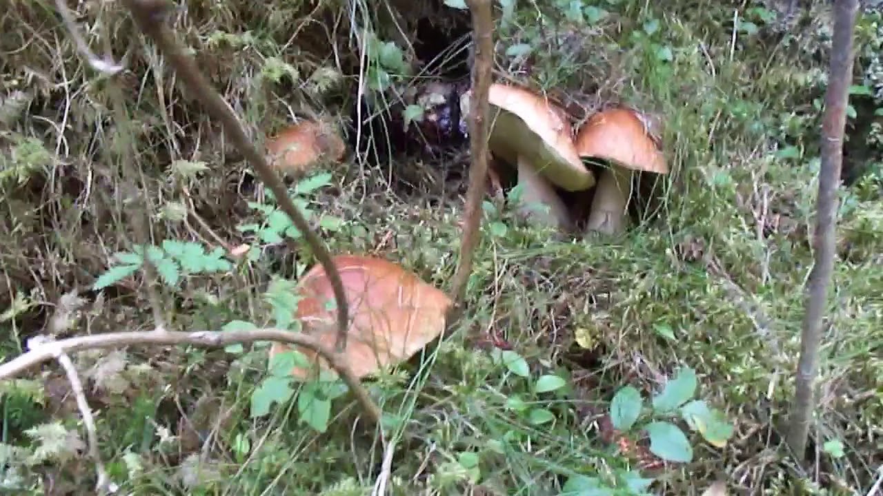 Famigliola di porcini in fungaia..