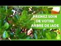 ENTRETIEN De L ARBRE De JADE Substrat Arrosage Taille Engrais Et Plus mp3