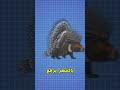 الحقيقة الصادمة عن حيوان Porcupine هل يطلق أشواكه فعلا