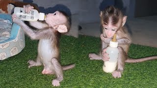 So cool !! baby monkey Tom really smart sit and wait command from me good discipline😍