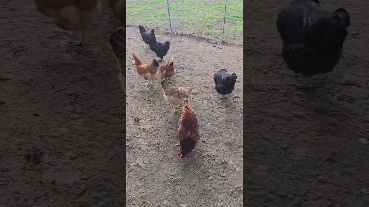 Es sabado y hay que atender a las gallinas. #mividadiaria #mama #gallinas #huevofresco #chickens 