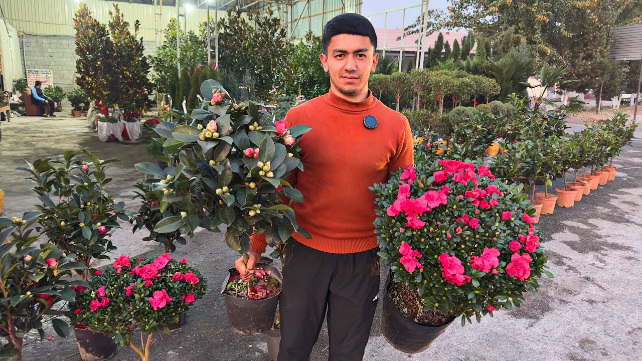 КАМЕЛИЯ ГУЛЛАРИ ВА АЗАЛИЯ ГУЛЛАРИ CHIROYLI GULLAR #gullar #гуллар 