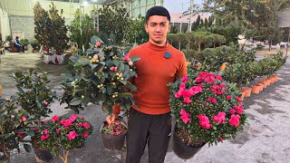 картинка: КАМЕЛИЯ ГУЛЛАРИ ВА АЗАЛИЯ ГУЛЛАРИ CHIROYLI GULLAR #gullar #гуллар 