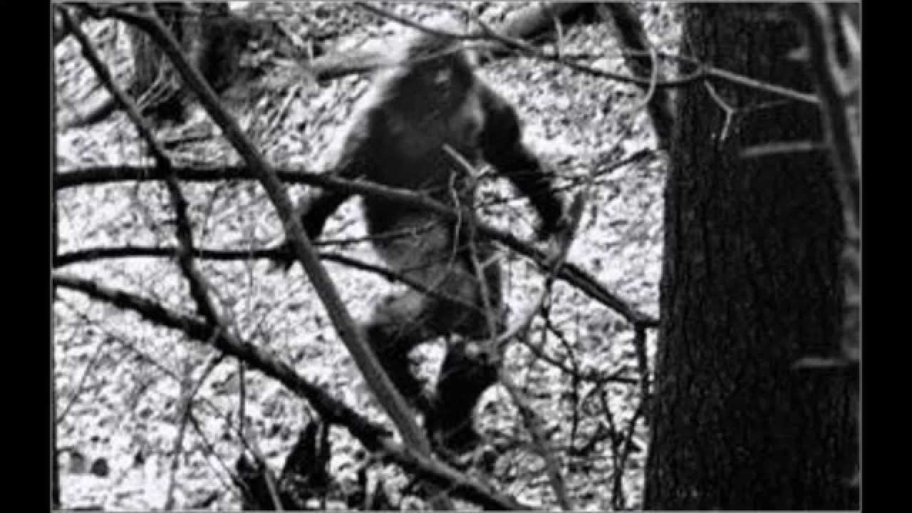 REAL BIGFOOT/SASQUATCH SIGHTING IN 2015!? REAL EVIDENCE/PROOF!