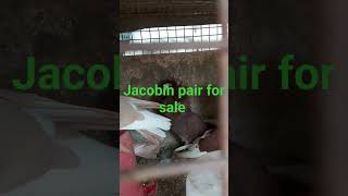 Jacobin pair for sale ytshorts pigeon fancyanimal viralvideo kabootar homingpigeons 