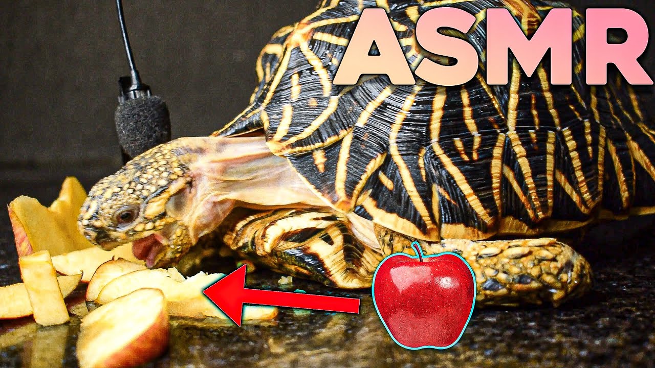🐢 Tortoise Eating 🍎 Apple pieces ASMR Tortoise 🐢 3 | ASMR Kasav