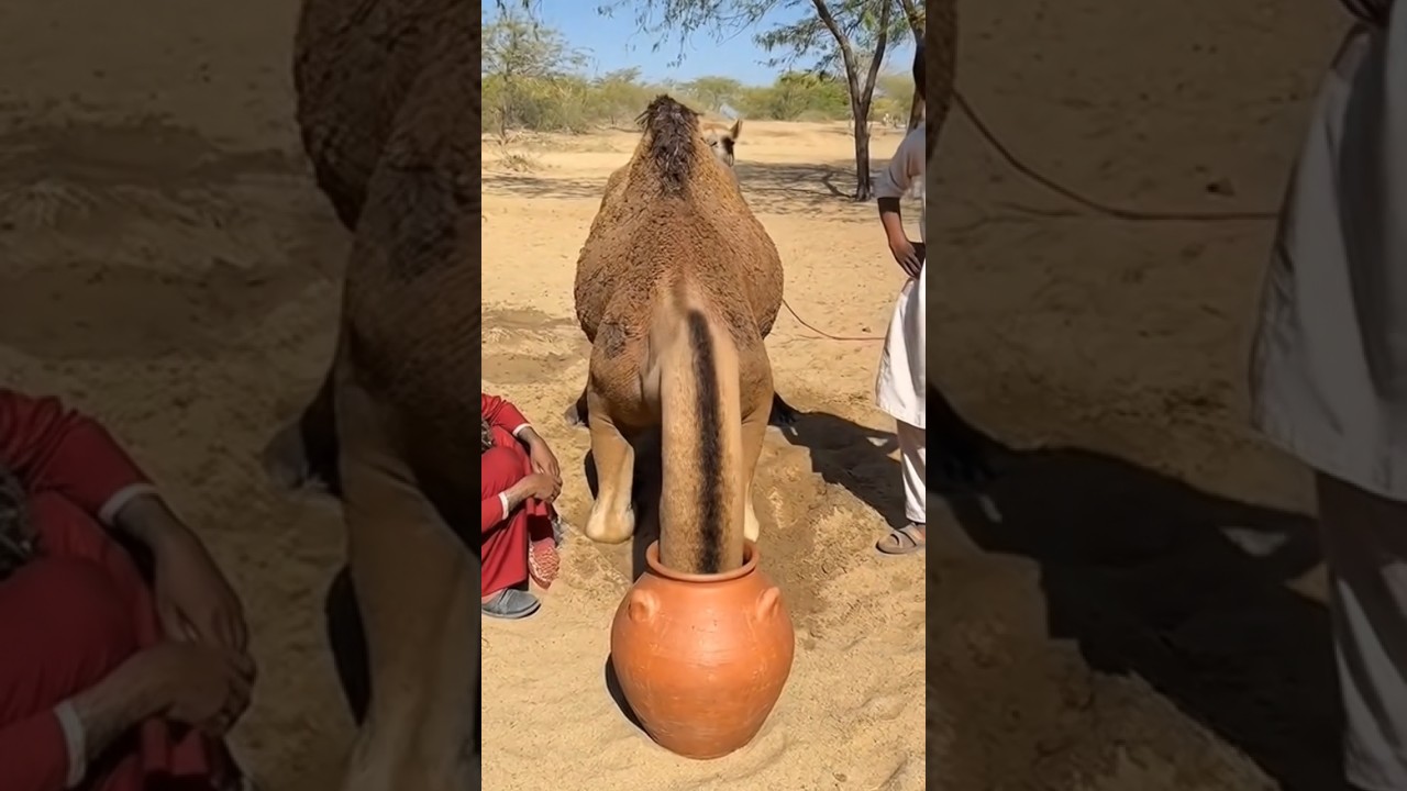 Oh my God, the camel performed a yoga-like move that put its life at risk.