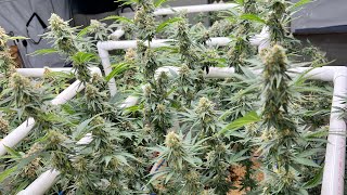Wilson Zero Pheno Hunt. Viparspectra KS3000 LED Grow Light. Living Soil.