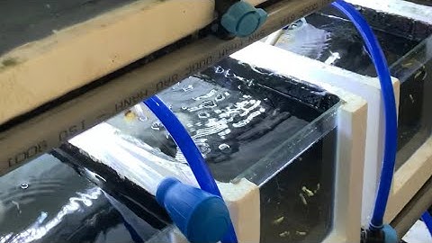 Cách làm thùng xốp gắn kính nuôi cá có in out hút cặn và đen led cức rẻ #guppy #koi #betta #cabaymau