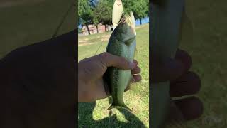 Lure Tournament Ep: 2 | #fishing #bassfishing #sportfishing #fish #butifyoucloseyoureyes #carp