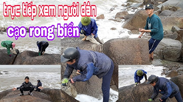 Trực tiếp khám phá xem những người dân cạo rong biển rất thú vị.../Bá Thành Vlog/