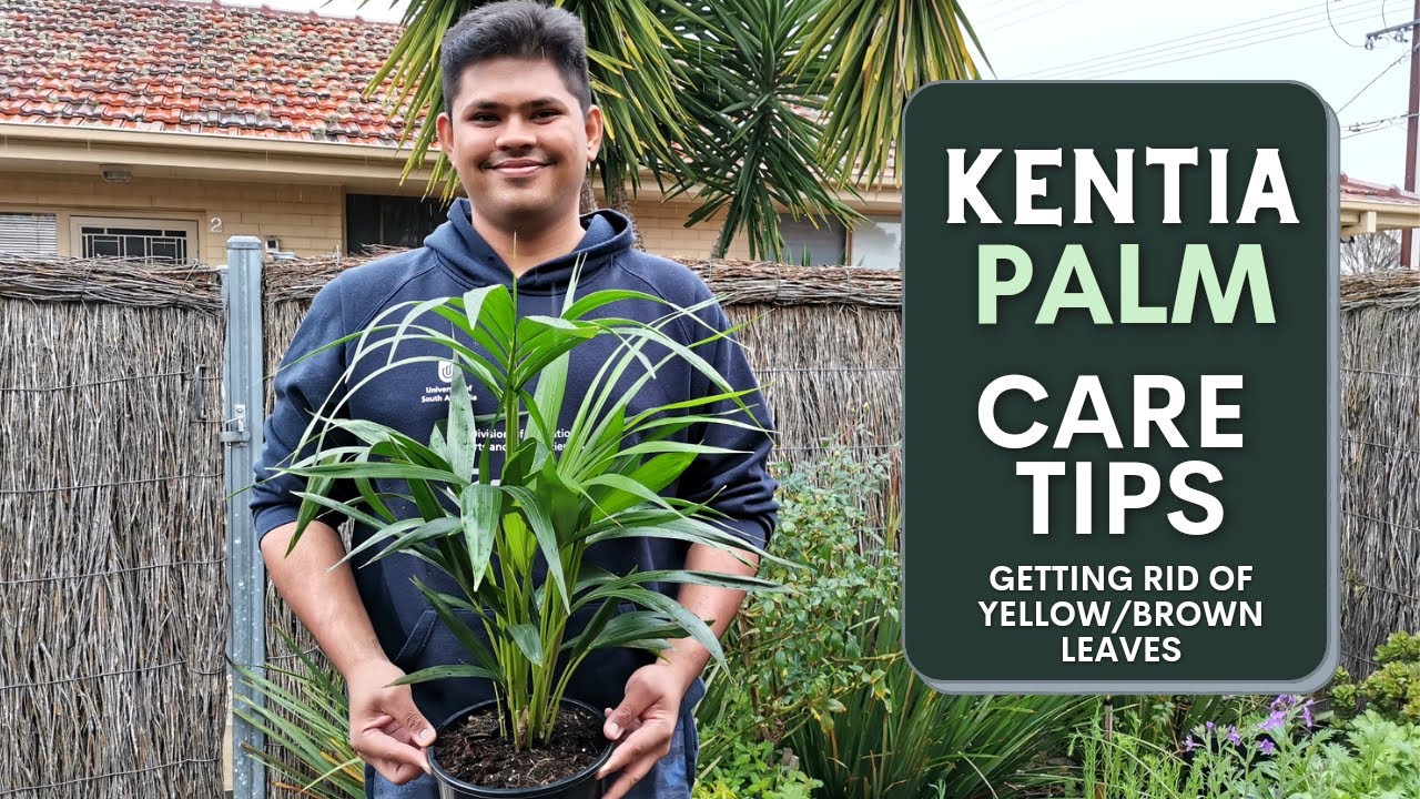 Kentia Palm Care Guide | How to avoid Yellow/Brown Leaves 