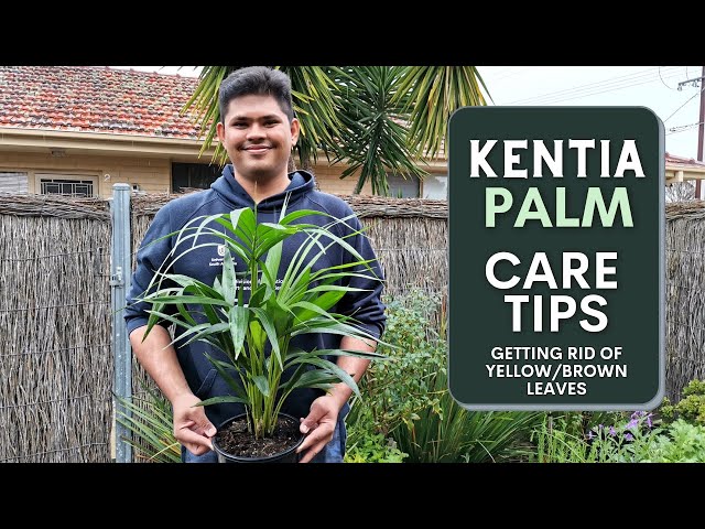 Kentia Palm Care Guide | How to avoid Yellow/Brown Leaves - YouTube