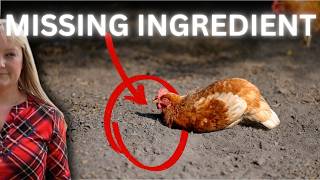 FREE dust bath ingredient ups chicken HAPPINESS 5-FOLD!