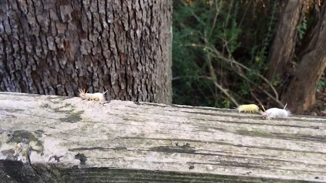 Awesome Slow Motion iPhone 5s Video Samples - 120fps/720p