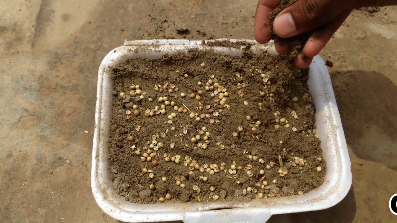 Coriander | grow ciriander | how to grow coriander | dhniya kaisy ugay | 2020