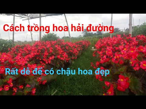 Video: Hoa Thu Hải đường