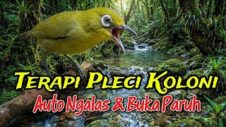 Terapi pleci koloni auto Ngalas buka paruh #pleci #terapipleci #pcmi 