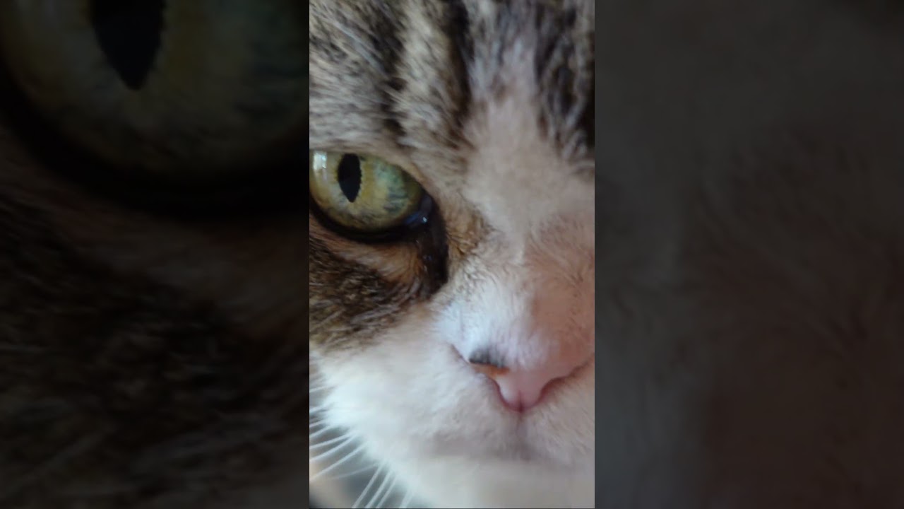Maru comes with the push cart. #Shorts - YouTube