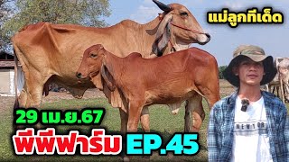 พีพีฟาร์ม EP.45 | 29 เม.ย.67 | จัดทีเด็ดแม่ลูกงามๆให้ชุดใหญ่ สูงเกือบ 170 วัวสายหู❗️วัวท้องราคาถูก