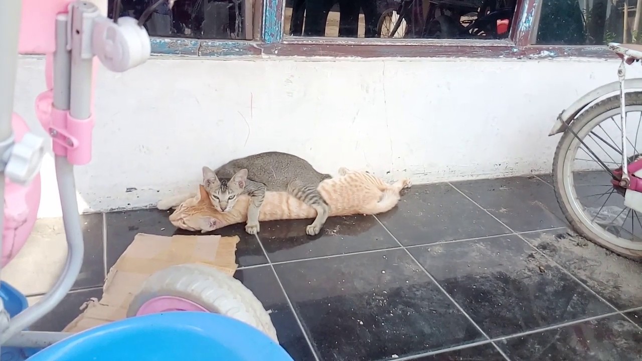 Kucing lucu berpelukan 