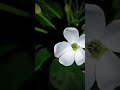 beautiful flower #bangladesh #viralvideo #sohag_goro #nature #reels #vlog #travel
