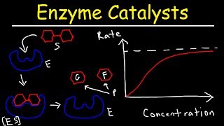 Enzymes - Catalysts