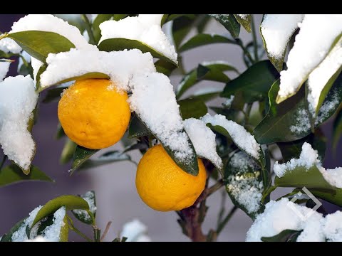 ორი დღის განმავლობაში თოვლი და ყინვაა მოსალოდნელი