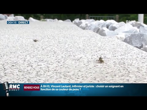 Vidéo: Les nids de guêpes sont préoccupants
