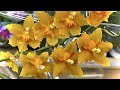 завоз НОВЫХ ОРХИДЕЙ РОСКОШНЕЙШИЕ экземпляры орхидеи от 355 рублей