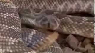 The Most Dangerous Snakes : The Rattle Snake !